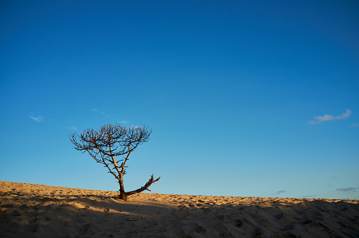 Lonely tree on a sand dune in golden light against a blue sky in a tranquil landscape on Marisucia beach, In the bay of Trafalgar cape, Cadiz, Andalusia, Spain