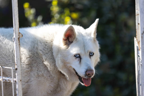 Siberian husky stray dog on the street.