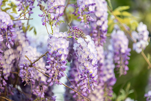 Close up of wisteria flowers blooming in spring.