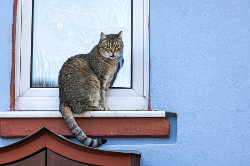 Tabby cat is sittin on the window.