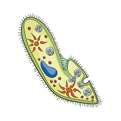 Colorful illustrated paramecium on a white background, highlighting the concept of microorganisms in biology. Vector illustration