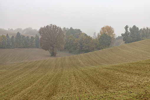 Misty countryside near Bologna, Emilia-Romagna, Italy