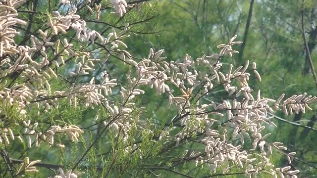 Bees pollinate spring flowering branches with Tamarix africana catkins swaying in the wind. Slow motion in the life of plants and insects. The gentle dance of spring