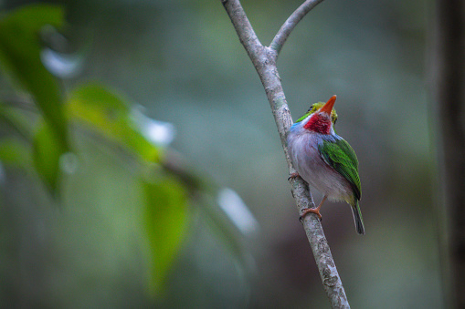 An endemic Cuban Tody  in the magnificent natural reserve of Matanzaz in Cuba.
