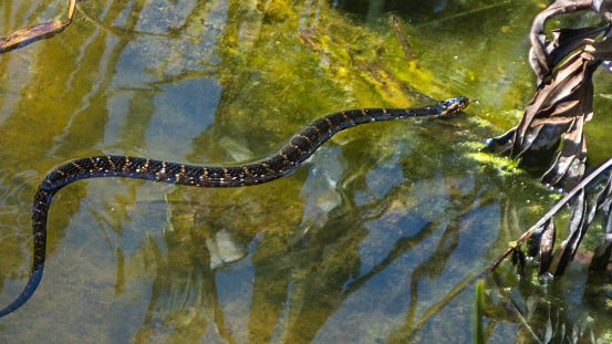 A Banded water snake looking for a prey in the amazing reserve of Green Cay wetlands in Florida.