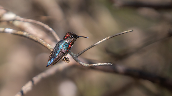 The Zunzuncito or bee hummingbird is a species endemic to the island of Cuba, the male of this species is the smallest of all birds you can find him in the magnificent natural reserve of Matanzas in Cuba.