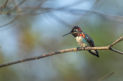 The Zunzuncito or bee hummingbird is a species endemic to the island of Cuba, the male of this species is the smallest of all birds you can find him in the magnificent natural reserve of Matanzas in Cuba.