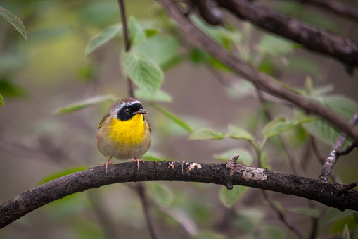 A common Yellowthroat in the Botanical garden of Montreal.
