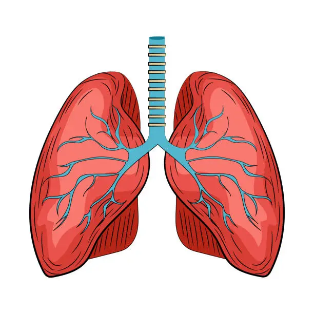 Vector illustration of Colorful illustration of human lungs on a white background, Vector illustration, depicting the respiratory system. Vector illustration
