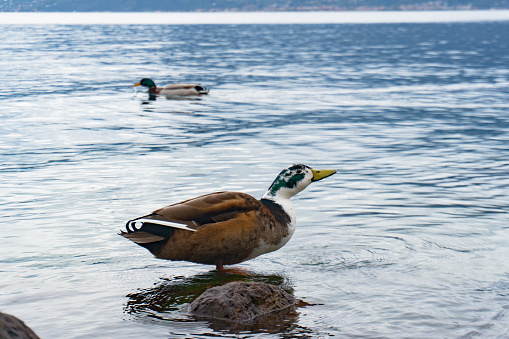 The largest lake in Italy - Garda in northern Italy. A drake and a duck drink water from an Italian pond. Brown duck on a stone with a white and green head. The blue and clear water reflects the duck family.