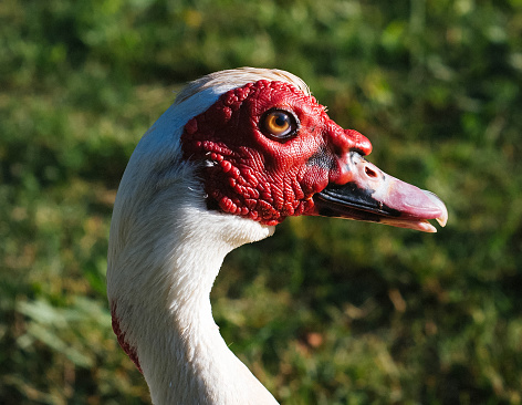Closeup portrait of a white muscovy duck head on a blurred grass textured background