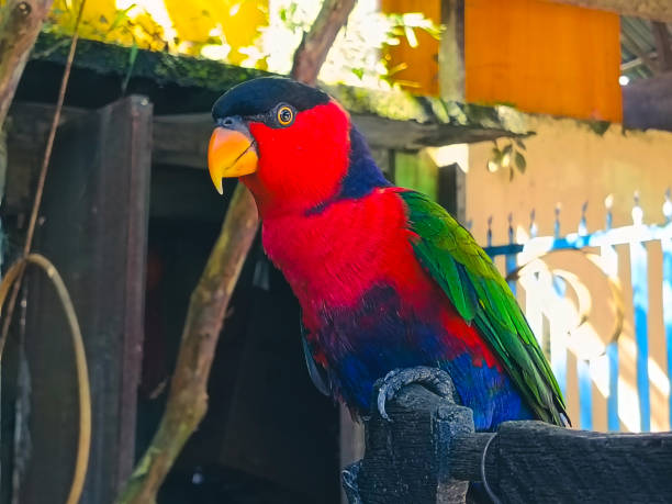 istock Blurry Close-up of beautiful parrot perching on branch 2148827244