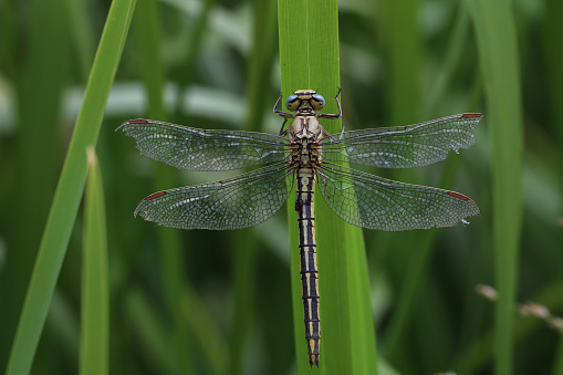 Dragonfly sits in the reeds on the lake.