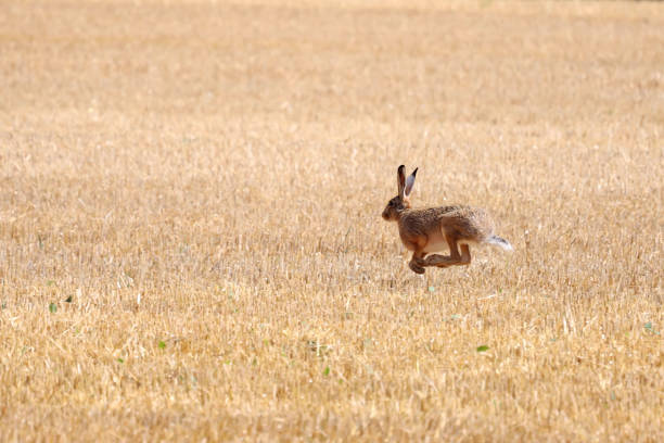 Hare In A Field