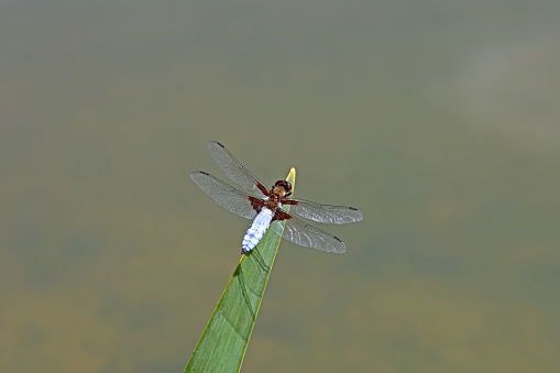 Dragonfly sits in the reeds on the lake.