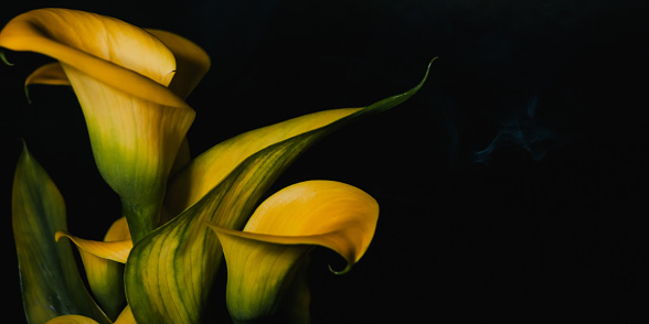 Golden Calla lily on black, beautiful yellow flower