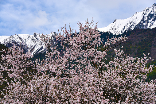 Peach Blossom Season in Linzhi, Tibet