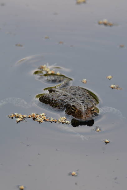 istock Bull Frog Floating in Water 2148828804