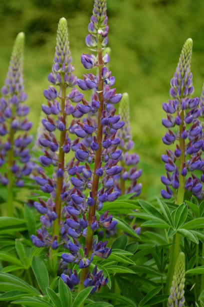 istock Purple Lupine Flowers 2148828819