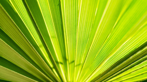 istock Close up of Palm leaf. Green palm tree leaf close up background. 2148828997