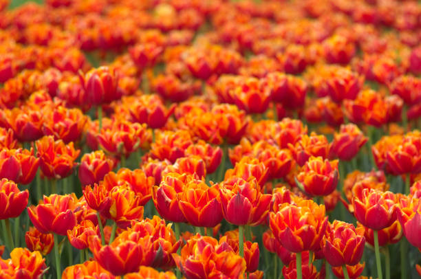 Orange tulips blooming at ornamental garden in spring time, Flower background