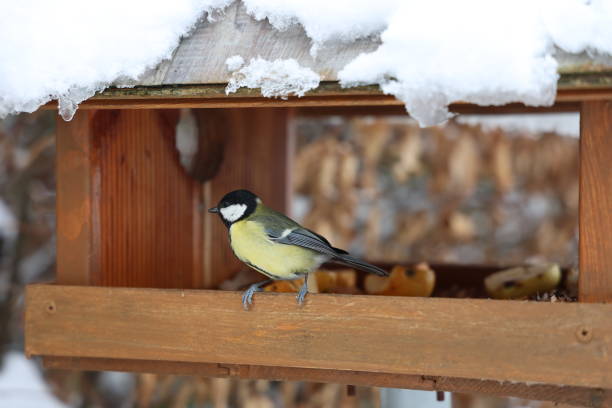istock A tit sits at the feeder 2148829125