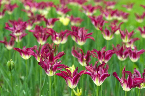 istock beautiful tulips in garden 2148829163