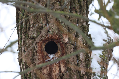 Bird hole in a tree trunk.