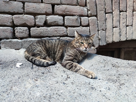 stray cat. cat near the ancient wall. stray cat lies on the street near an old house. stray animals concept