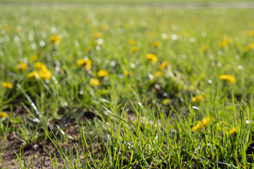 dandelion, yellow, meadow, no people, grass, green color, environment, outdoor, growth, horizontal, wildflower, color image, freshness, sun, day, uncultivated, sunny
