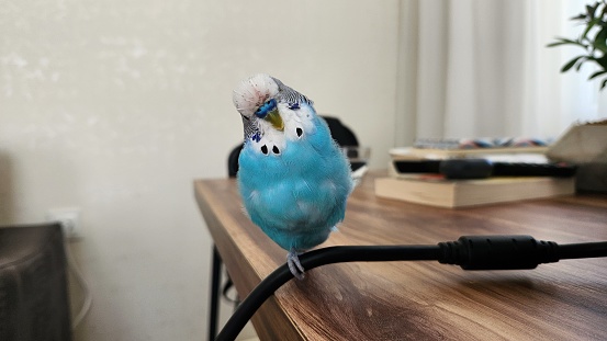 Bluebird standing on one leg on top of a cable, a bird looking at the camera