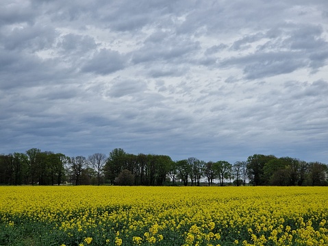 Agricultural land. Rapeseed field. Herbaceous plant. Yellow blossoms. Fragrance flowers. Rich of pollen. Honey bee pollination. Tree silhouettes. Spring scene. Lush canopy. Green grass. Rural life.