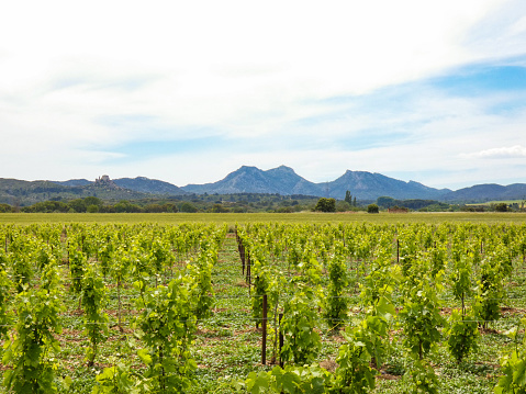 Landscape photo with vineyards in the foreground, followed by a meadow and hills, and in the background the Opies mountain, the highest point in Alpilles. This photo was taken in Provence in France.
