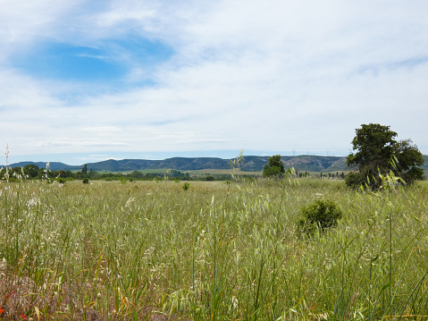 Photo of a soothing landscape with a large and sublime meadow in the provencal nature with the hills of the Orgon plateau in the background. This photo was taken in the Alpilles in Provence in France.