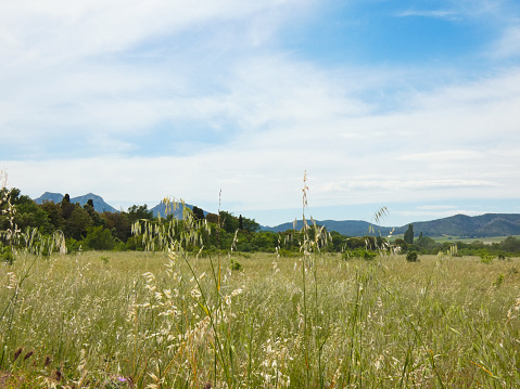 Photo of a revitalising landscape with a magnificent meadow in the idyllic setting of provencal nature with the Alpilles mountains in the background. This nature photo was taken in Provence in France.