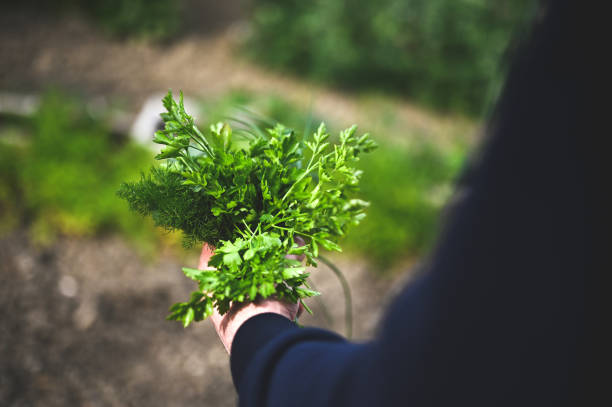 istock Variety of herbs in a hand. 2148832081
