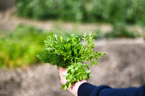 istock Spring green herbs from garden close up. 2148832084