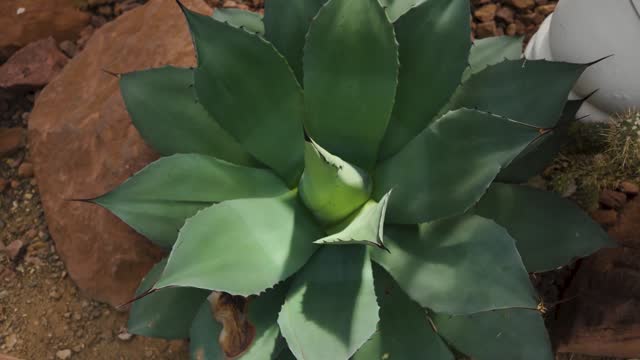 Close up of peyote cactus with parallax pan