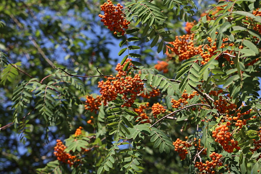 Red rowan berries on the rowan tree branches.