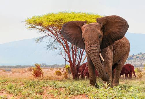 African Elephant Herd in wilderness
