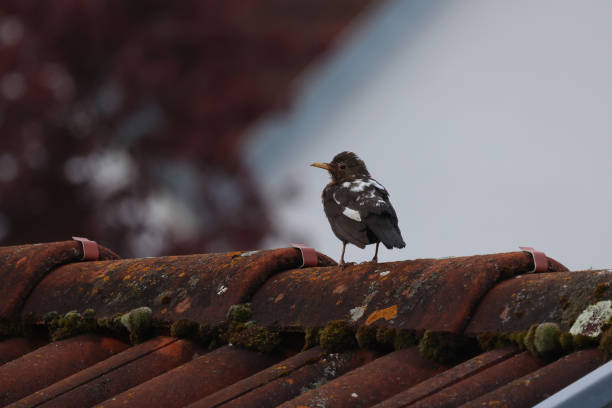 Rare blackbird with leucism, lack of pigmentation, black and white feather