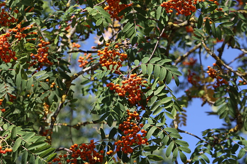 Red rowan berries on the rowan tree branches.