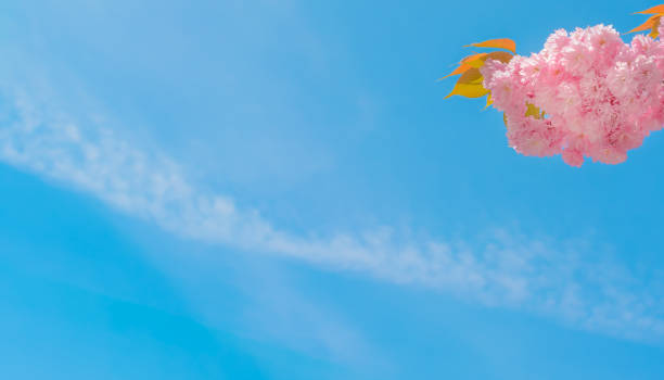 Background with blue sky, cirrus cloud and pink sakura inflorescences in horizontal format