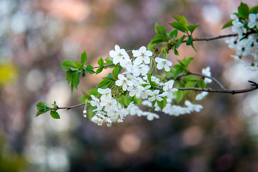 Branches with white cherry tree blossom on the blurred background