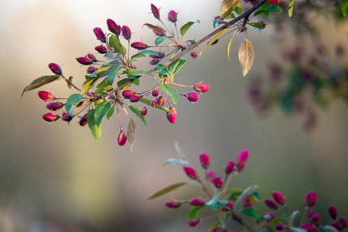 Sakura branch with purple buds, macro photography