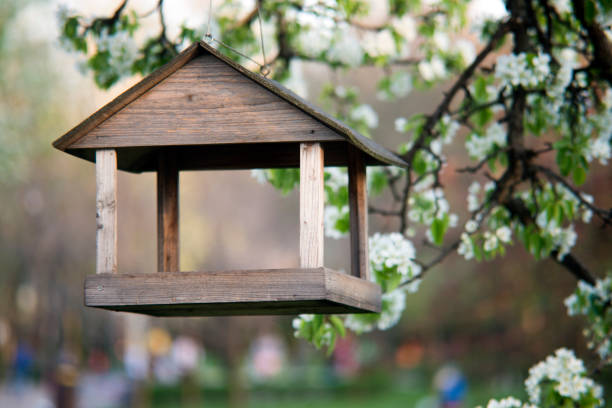 Bird feader on the blossoming pear branch