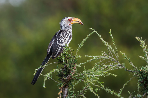 Southern yellow billed hornbill in Kruger National park, South Africa ; Specie Tockus leucomelas family of Bucerotidae