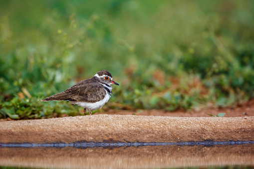 Three banded Plover standing along waterhole in Kruger National park, South Africa ; Specie Charadrius tricollaris family of Charadriidae