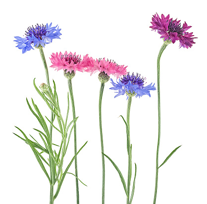 Group of colored cornflowers isolated on a white background. Bachelor button flowers.