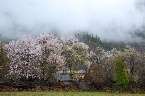 peach blossom in the mountain village of Linzhi, Xizang(Tibetan) Autonomous Region, China.  March and April are the most beautiful months in the region for the peach blossom.